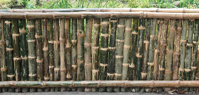 unique fence idea of having bamboo fence surround their backyard 